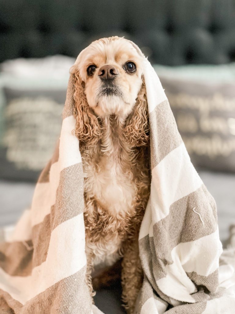 dog hides under blanket during photo 